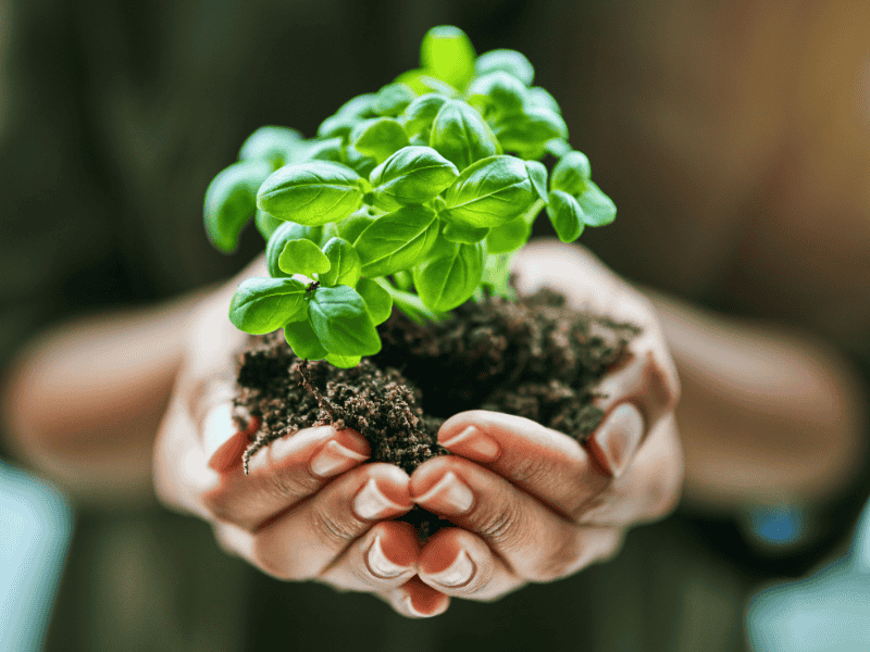 Nhà vườn đang gieo hạt bằng giá thể sạch