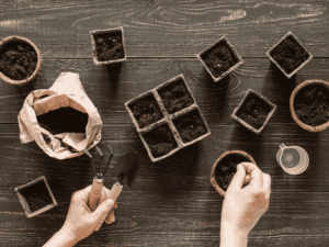 tiến hành gieo hạt