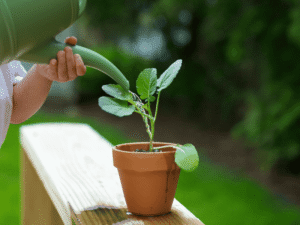 tưới nước cho cây