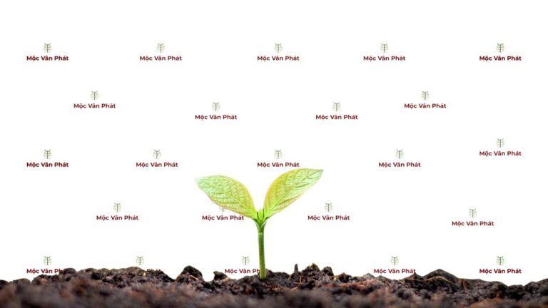 nông nghiệp xanh - từ đất lên xanh - Mộc Vân Phát