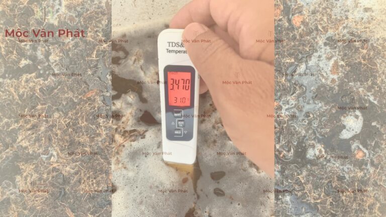 Cách xử lý xơ dừa hết chát Ngày 01 đối diện với nước đục và chỉ số EC cao