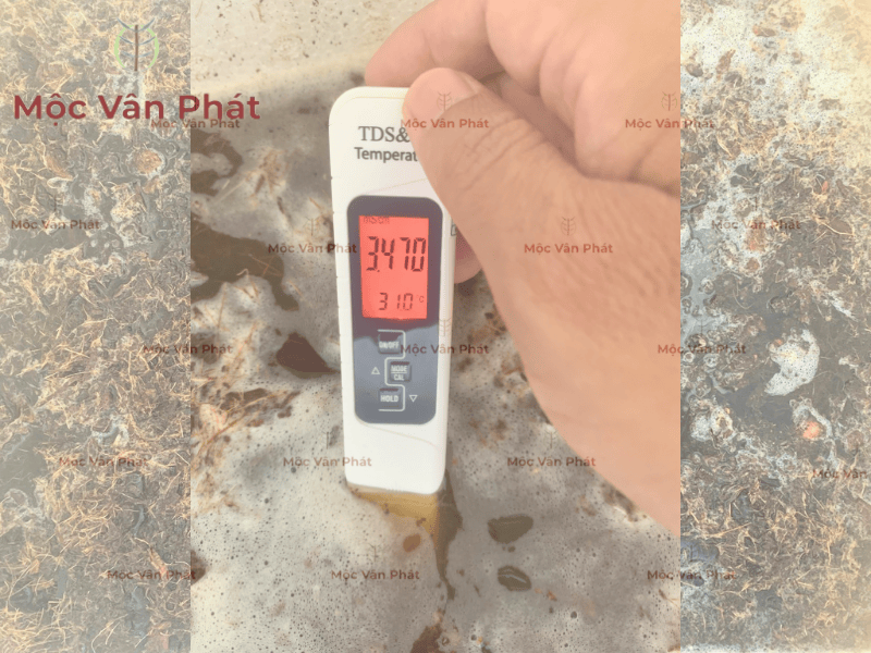 Cách xử lý xơ dừa hết chát Ngày 01 đối diện với nước đục và chỉ số EC cao (2)