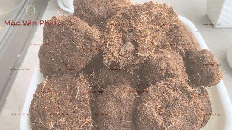 Định nghĩa xơ dừa sạch trồng cây qua lăng kính Mộc Vân Phát