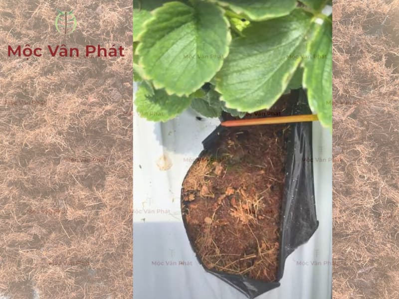 Giá thể trồng dâu tây Ngày 11 – Thu hoạch vụn dừa và bài học về sự an toàn