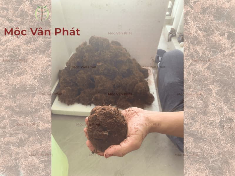 Giá thể xơ dừa Ngày 07 chạm ngưỡng kiên nhẫn và sự ổn định tuyệt đối