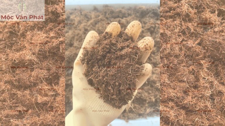 Mộc Vân Phát - Định vị nền trồng sạch qua cách xử lý xơ dừa hết chát chuẩn