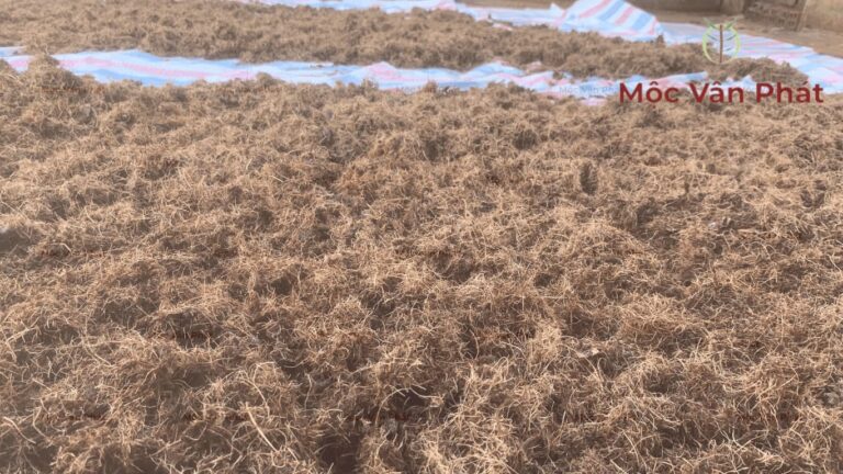 Tại sao mùn dừa đóng kiện của Mộc Vân Phát ưu tiên phơi nắng thủ công