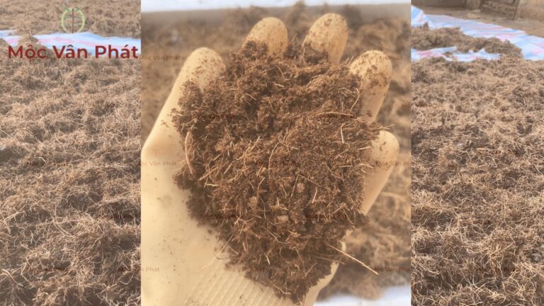 Tại sao xơ dừa trồng lan của Mộc Vân Phát phải khô tận lõi