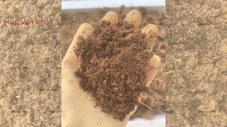 Tại sao xơ dừa trồng thủy canh cần công đoạn sàng lọc tỉ mỉ (1)