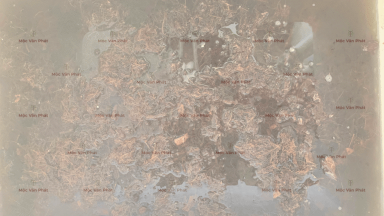 mau_sac_xo_dua_sang_ngay_03