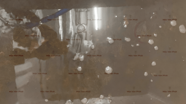 mau_sac_xo_dua_toi_ngay_02