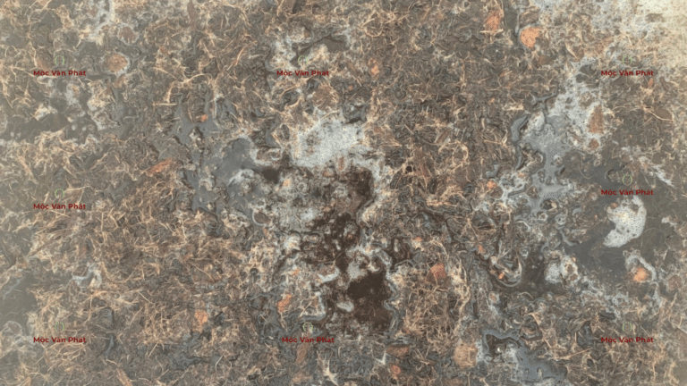 mau_sac_xo_dua_ngay_01