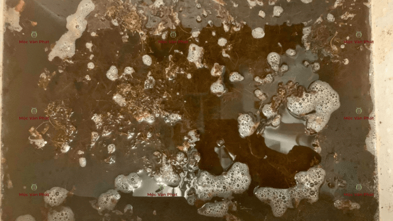 mau_sac_xo_dua_toi_ngay_01_sau_khi_thay_nuoc