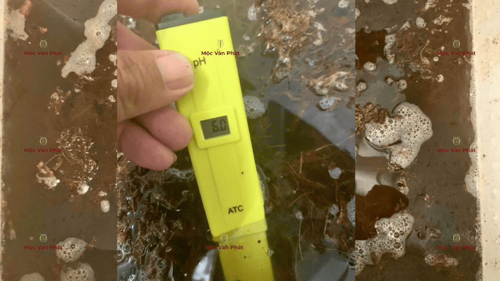 chi_so_pH_toi_ngay_01_la_6.0