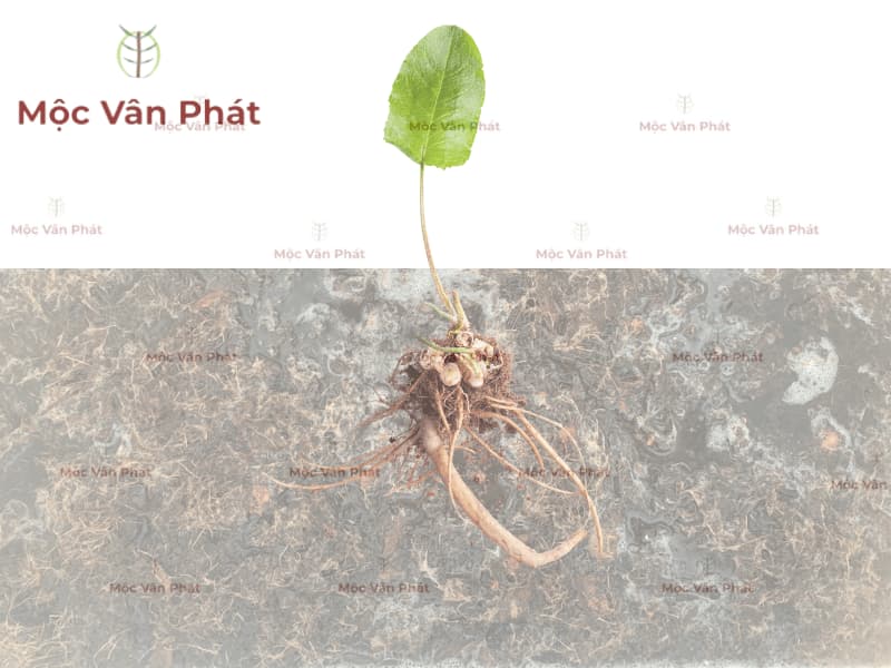 Xơ dừa chưa xử lý và tác hại Ngày 04 kiên trì hành trình làm sạch sâu