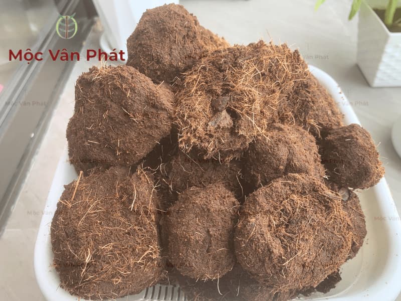 Xơ dừa sạch trồng cây Ngày 06 bước vào trạng thái chín vật liệu (1)