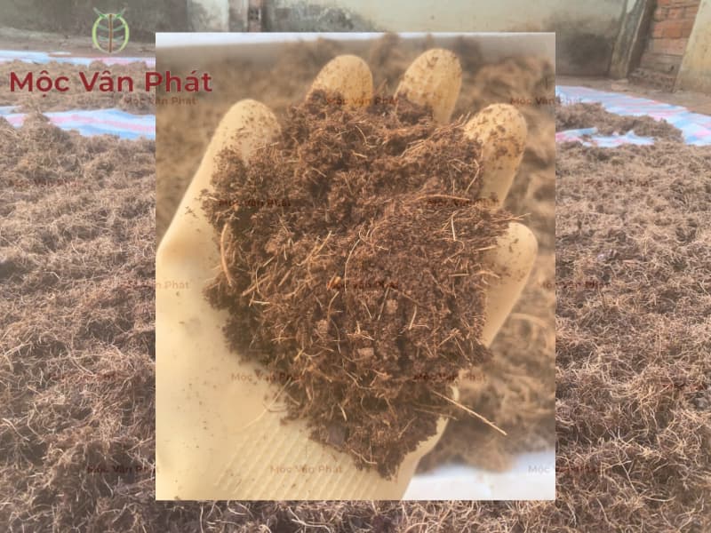 Xơ dừa trồng lan Ngày 10 – Khi gió nổi và bài học về sự kiên trì