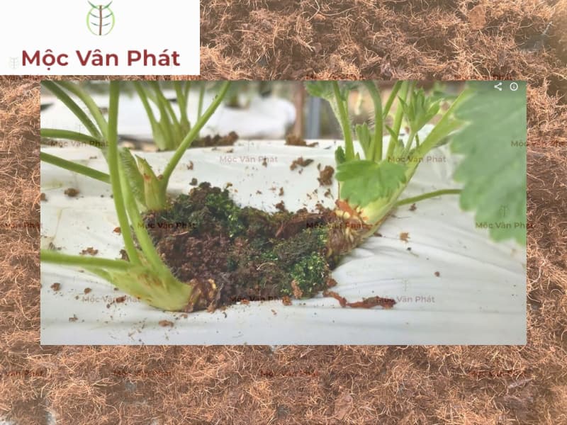 Xơ dừa trồng thủy canh Ngày 12 – Nghệ thuật sàng lọc và nhặt vụn thủ công