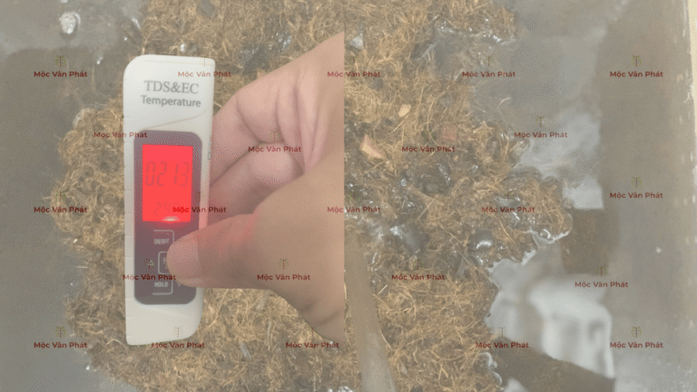 chi_so_Ec_toi_ngay_06