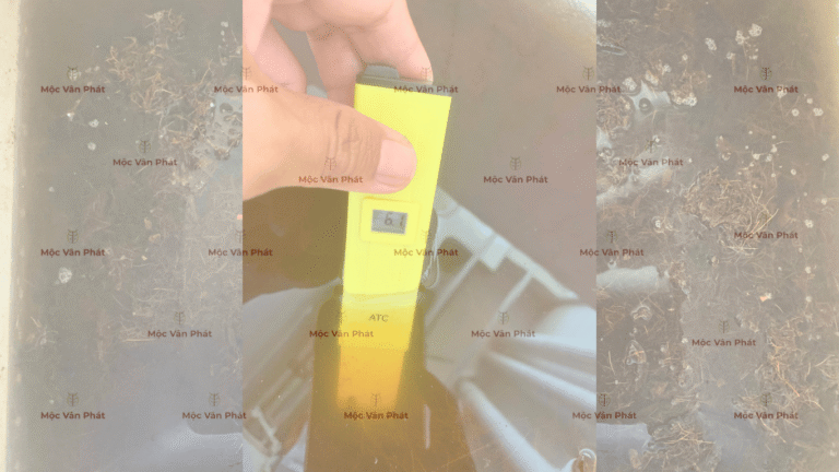 chi_so_pH_sang_ngay_04