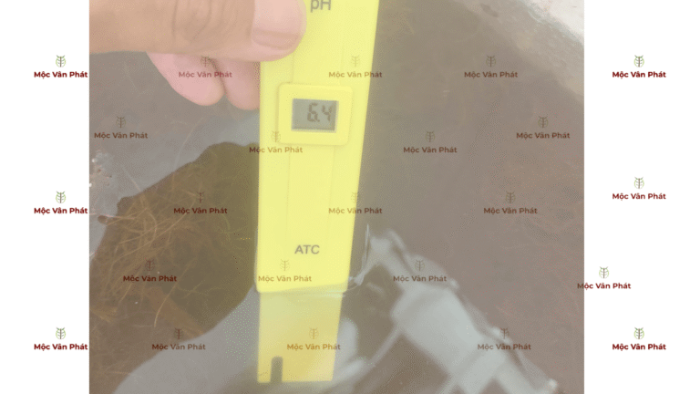 chi_so_pH_sang_ngay_08