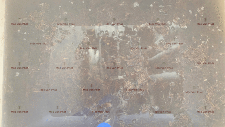 mau_sac_xo_dua_sang_ngay_04