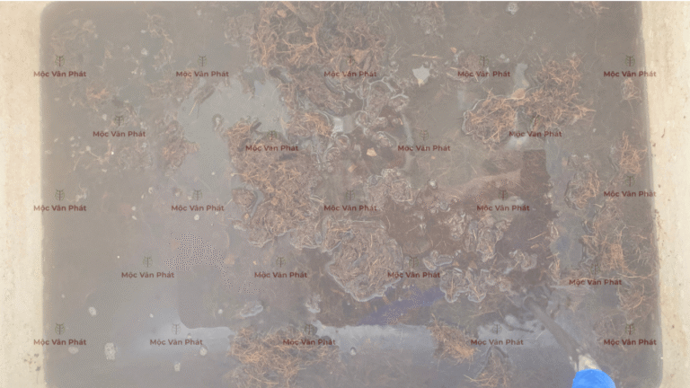 mau_sac_xo_dua_sang_ngay_05