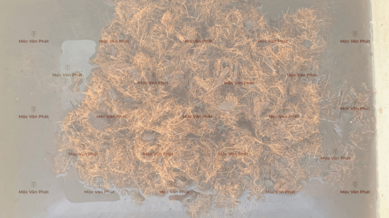 mau_sac_xo_dua_sang_ngay_07