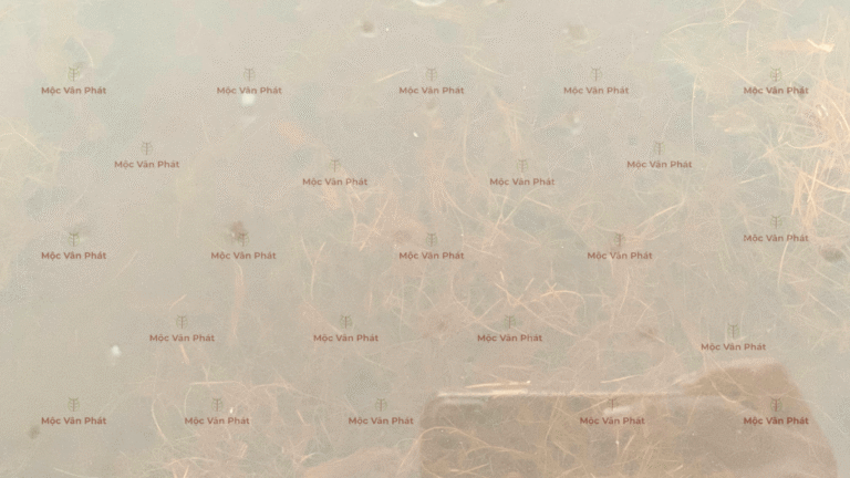 mau_sac_xo_dua_sang_ngay_08