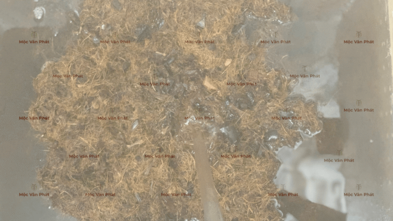 mau_sac_xo_dua_toi_ngay_06