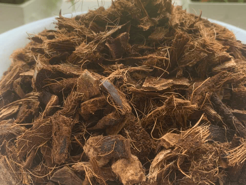 ngay_11_Thu_hoach_vun_dua