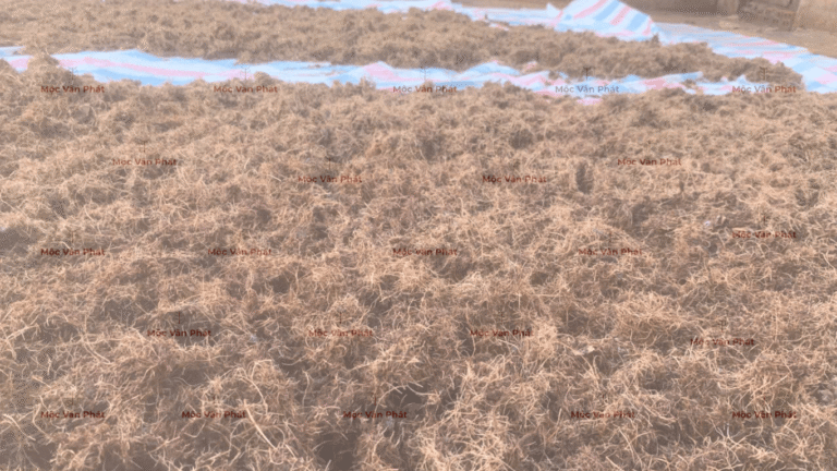 trai_bat_phoi_xo_dua