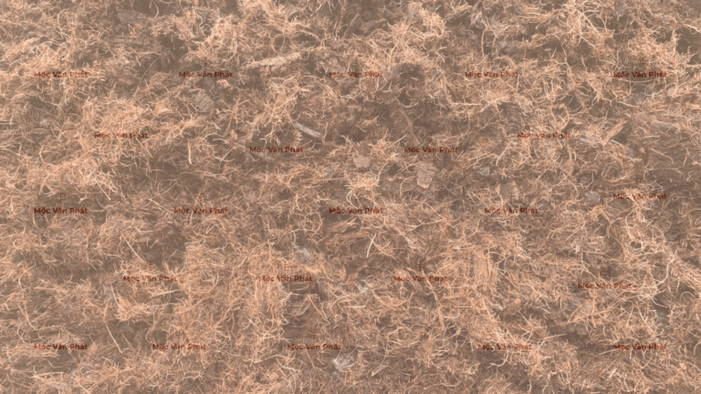 xo_dua_duoc_vot_ra_truoc_khi_phoi