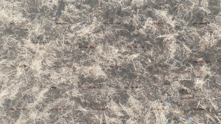 xo_dua_sau_khi_vot_ra_duoc_5_tieng