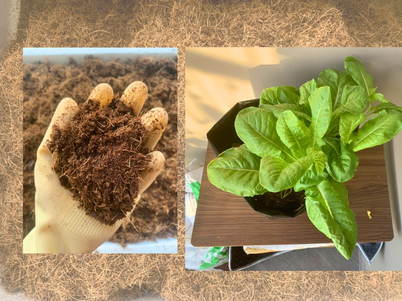 cây_phát_triển_xanh_tốt_khi_được_trồng_bằng_xơ_dừa_Mộc_Vân_Phát