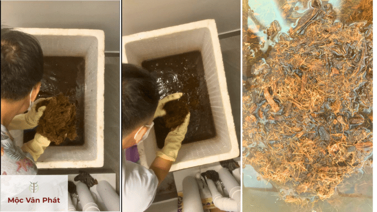 Xả nước nhiều lần để hạ EC trong xơ dừa