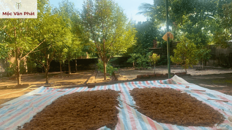 phơi_xơ_dừa_tự_nhiên_sau_khi_xử_lý_nước