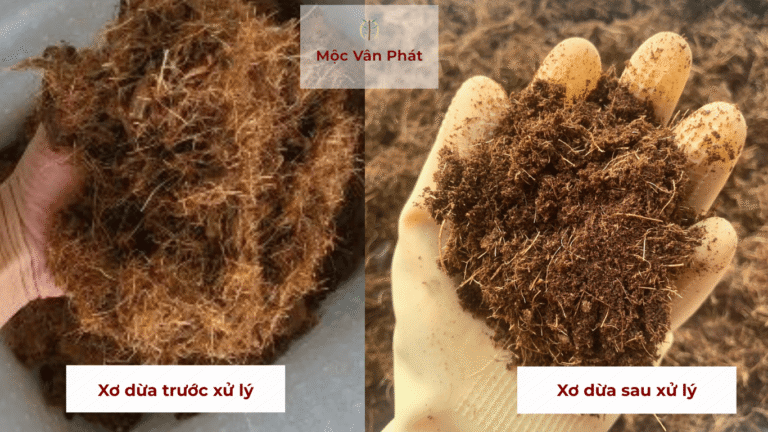 So sánh xơ dừa chưa xử lý và xơ dừa đã xử lý sạch