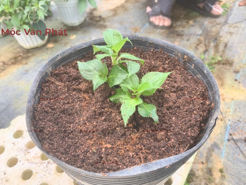 5 điều học được từ nhà vườn Kỹ thuật trồng cây chuyên nghiệp bắt đầu từ sự đơn giản