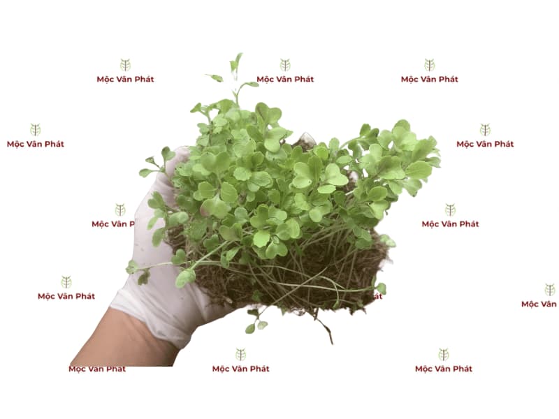 Cách cứu cây bị yếu Không phải cứ bón thêm phân là cây sẽ khỏe