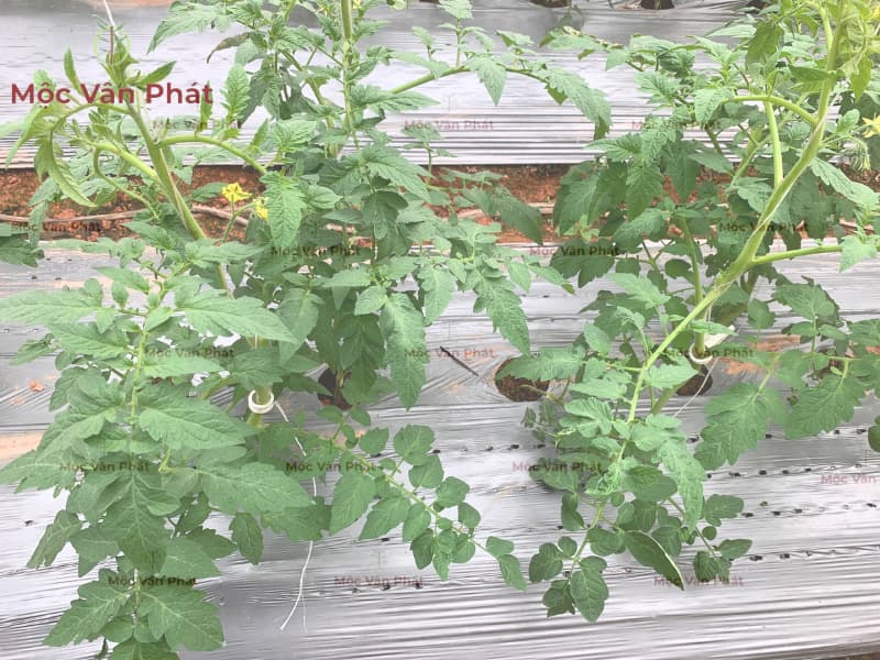 Cách tưới nước cho cây chuẩn nhà vườn Đà Lạt Bí mật ở bộ rễ