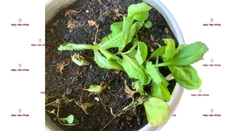 Dấu hiệu rễ bị ngạt Cây héo rũ, lá vàng gốc dù nền trồng vẫn ẩm ướt - Hình ảnh thực tế từ Mộc Vân Phát