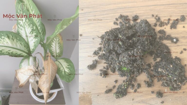 Đừng để cây chết oan! Thay ngay Giá thể thoát khí chuyên dụng cho nhà phố & chung cư.