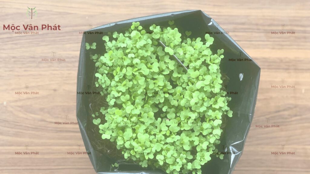 Giá thể trồng cây con quyết định tỷ lệ sống của cây mầm