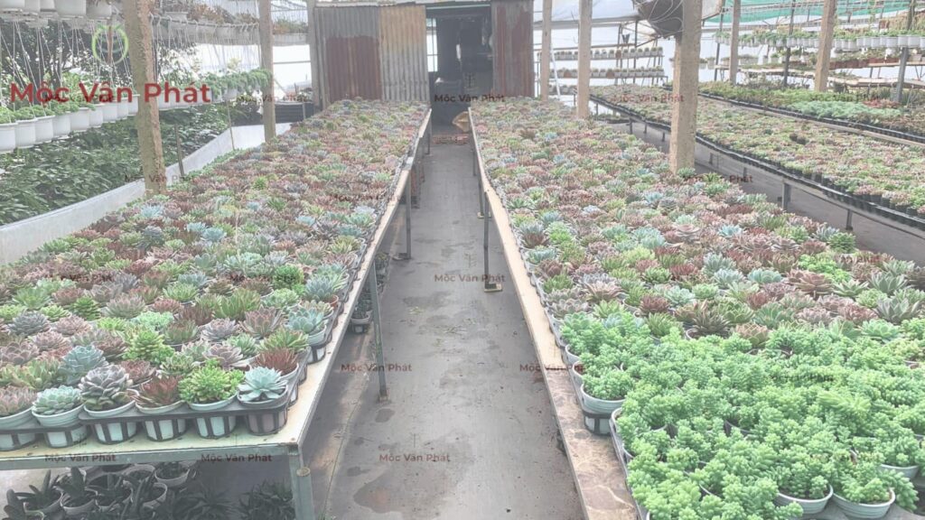 Học hỏi kinh nghiệm trồng cây nhà vườn tại Đà Lạt