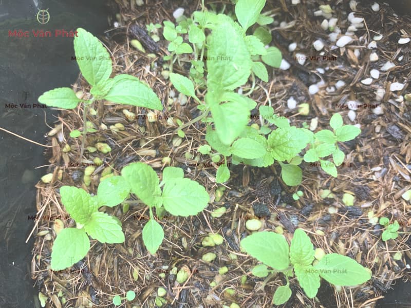 Hướng dẫn chọn giá thể trồng cây con - Mộc Vân Phát