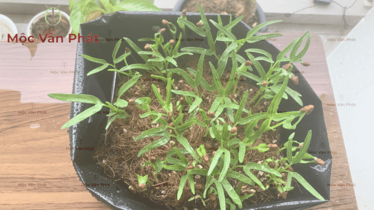 Hướng dẫn kiểm tra giá thể thoát nước tơi xốp Mộc Vân Phát