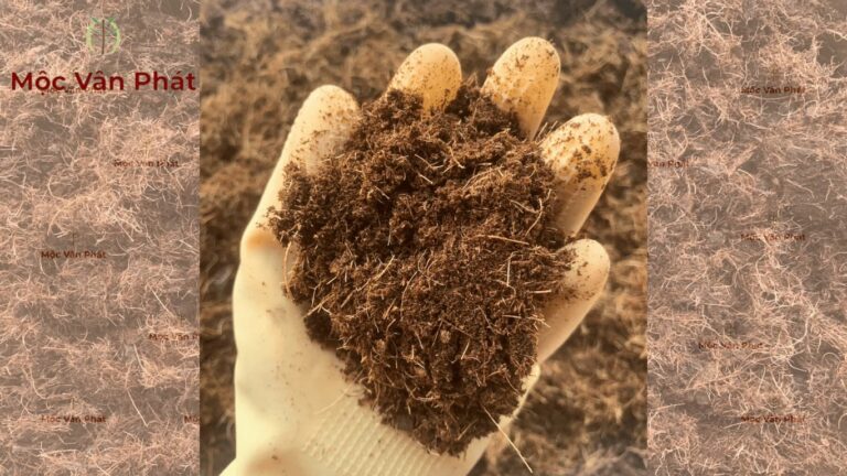 Mộc Vân Phát Ứng dụng kinh nghiệm trồng cây nhà vườn vào giá thể xơ dừa