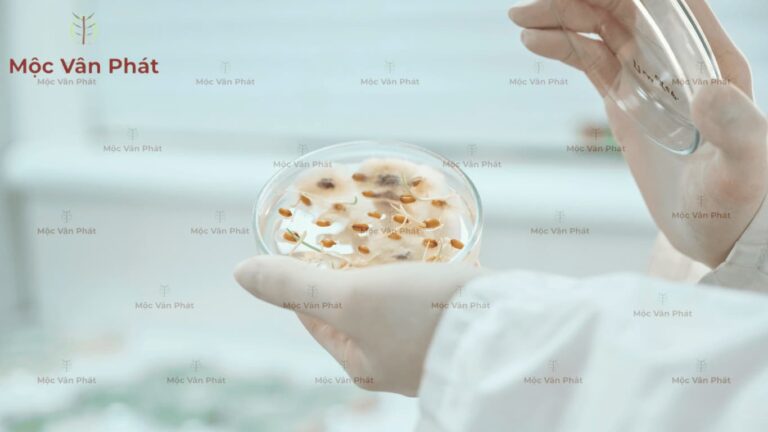 Nấm Trichoderma có tác dụng gì