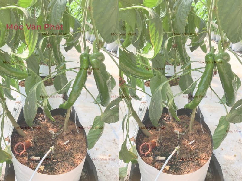 Nền trồng nhà kính Tại sao kiểm soát môi trường thôi là chưa đủ (1)